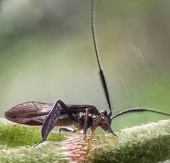 Sigmatoneura longicornis