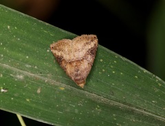 Rivula sordida