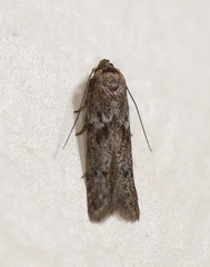 Blastobasis tanyptera
