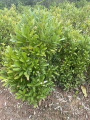 Buxus bodinieri