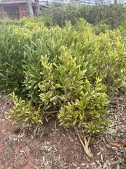 Buxus bodinieri