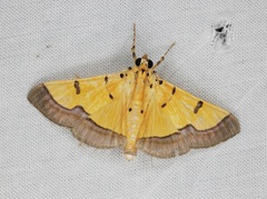 Endocrossis flavibasalis