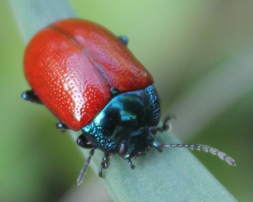Chrysolina grossa