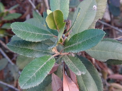 Heteromeles arbutifolia