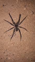Hoggicosa