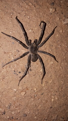 Hoggicosa