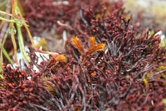 Chandonanthus squarrosus