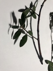 Neofusicoccum australe