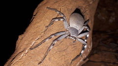 Isopedella saundersi