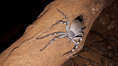 Isopedella saundersi