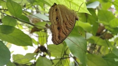 Junonia almana