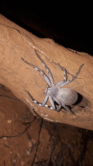 Isopedella saundersi