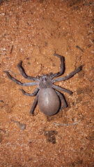 Isopedella saundersi