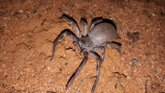 Isopedella saundersi