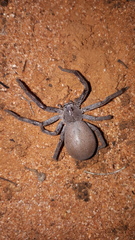 Isopedella saundersi