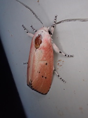 Cryptophasa ochroleuca