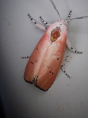 Cryptophasa ochroleuca