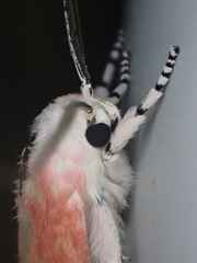 Cryptophasa ochroleuca