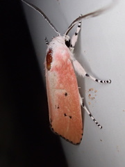 Cryptophasa ochroleuca