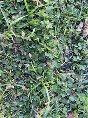 Dichondra micrantha