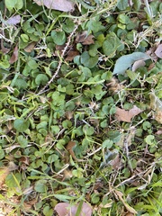 Dichondra micrantha