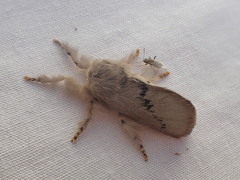 Anaxidia lactea