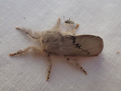 Anaxidia lactea