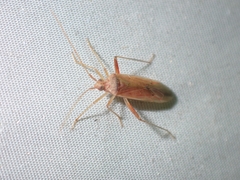 Creontiades pallidus