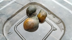 Pomacea canaliculata