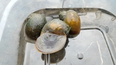 Pomacea canaliculata