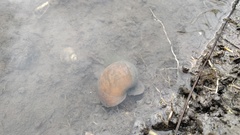 Pomacea canaliculata