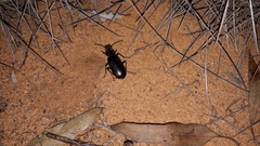 Gigadema bostocki