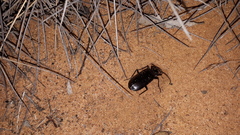 Gigadema bostocki