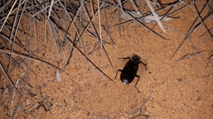 Gigadema bostocki