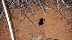 Gigadema bostocki