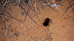 Gigadema bostocki