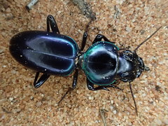 Conopterum riverinae