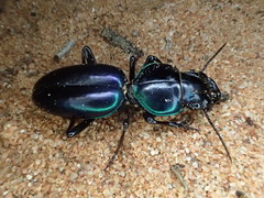 Conopterum riverinae