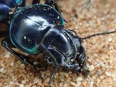 Conopterum riverinae