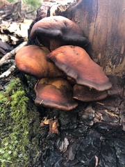 Omphalotus subilludens