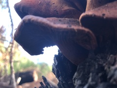 Omphalotus subilludens