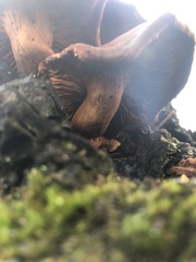 Omphalotus subilludens