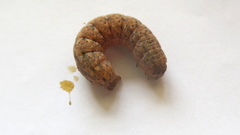 Noctua fimbriata