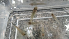 Poecilia reticulata
