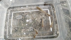 Poecilia reticulata