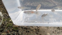 Poecilia reticulata