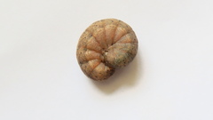 Noctua fimbriata