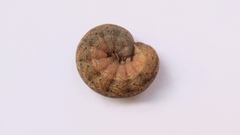 Noctua fimbriata