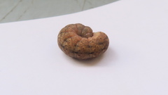 Noctua fimbriata