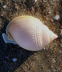 Semicassis semigranosa